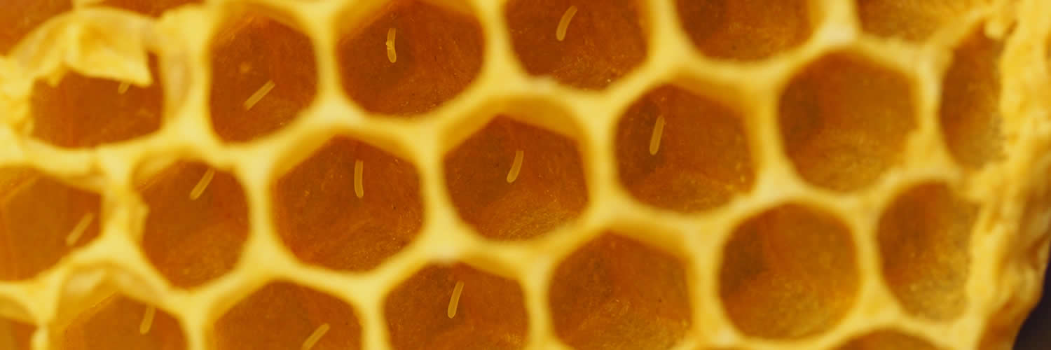 close up of bee eggs at west cornwall beekeepers’ association training apiary