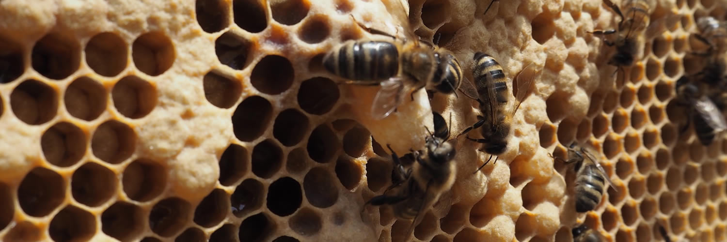 honey bees attending to queen cell at west cornwall beekeepers’ association training apiary