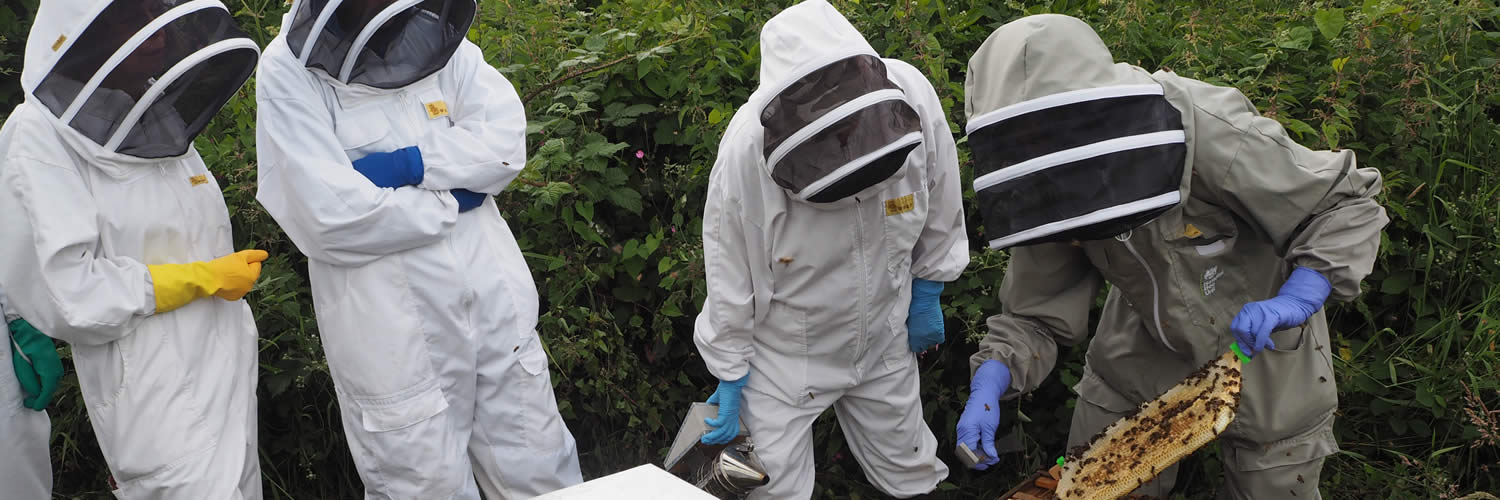 beekeepers at west cornwall beekeeping training apiary