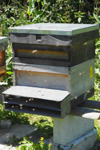 where to buy genuine cornish honey